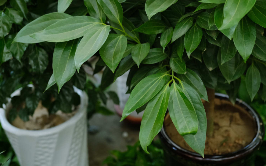 平安树叶子黏糊糊怎么办