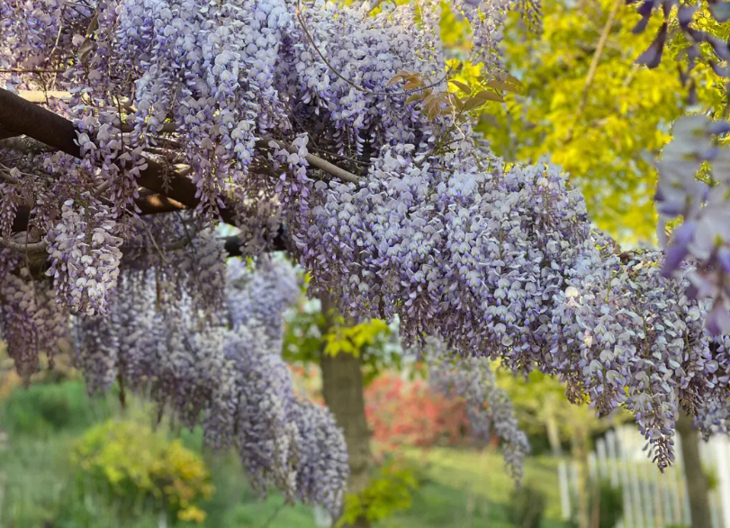 紫藤怎样养护才能开花