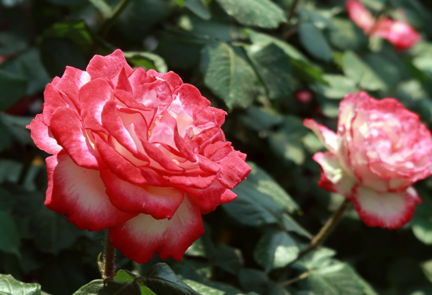 月季花秋季可以换盆土吗