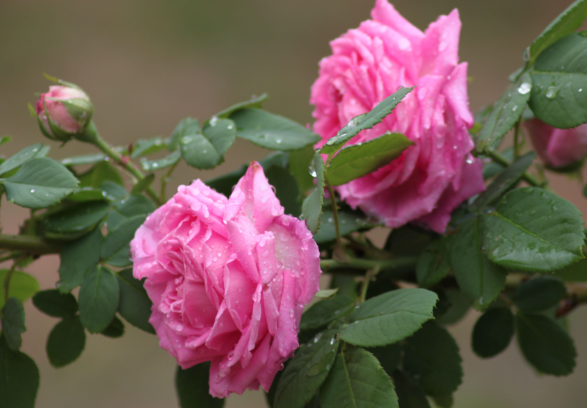 月季花施肥过多怎么办