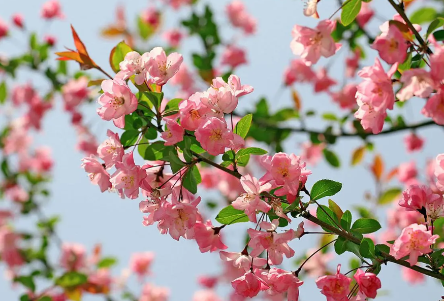 海棠花需要晒太阳吗