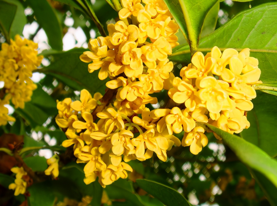 桂花树室外怎么种植