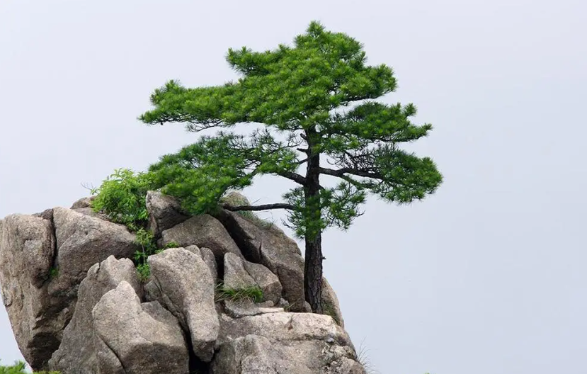 门前栽什么树最吉利