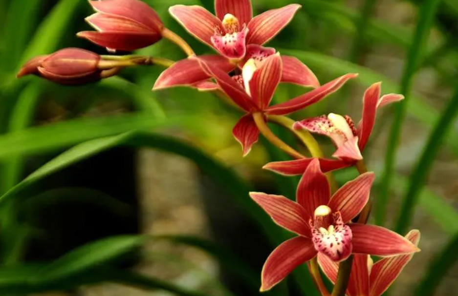 兰花必养品种排行榜