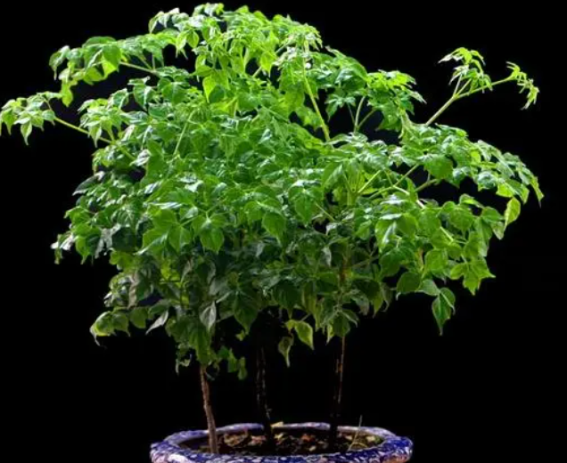 幸福树冬天掉叶子怎么办