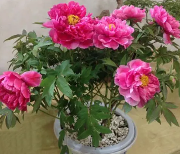 盆景牡丹花怎样管理