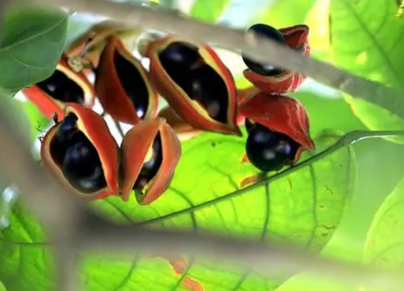 凤眼果树适合哪里种植