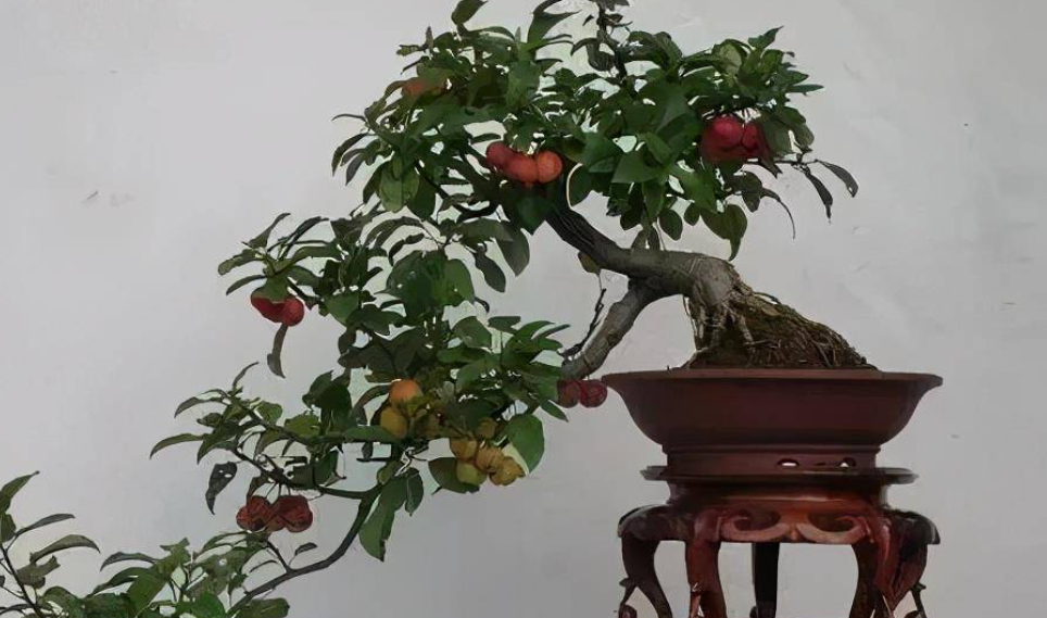 山楂树盆景的制作过程