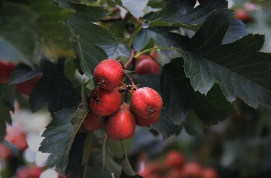 山楂树为什么不结果