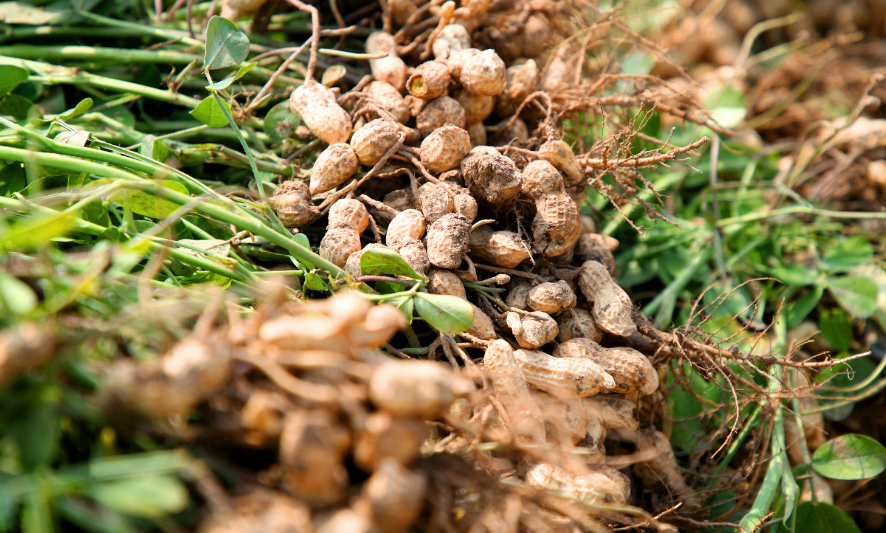 花生种子发芽步骤