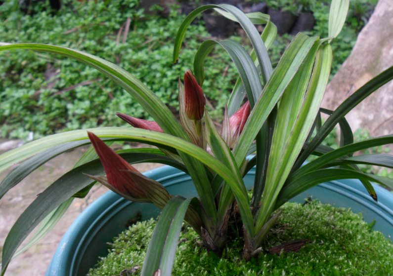 兰花栽培技术与养护