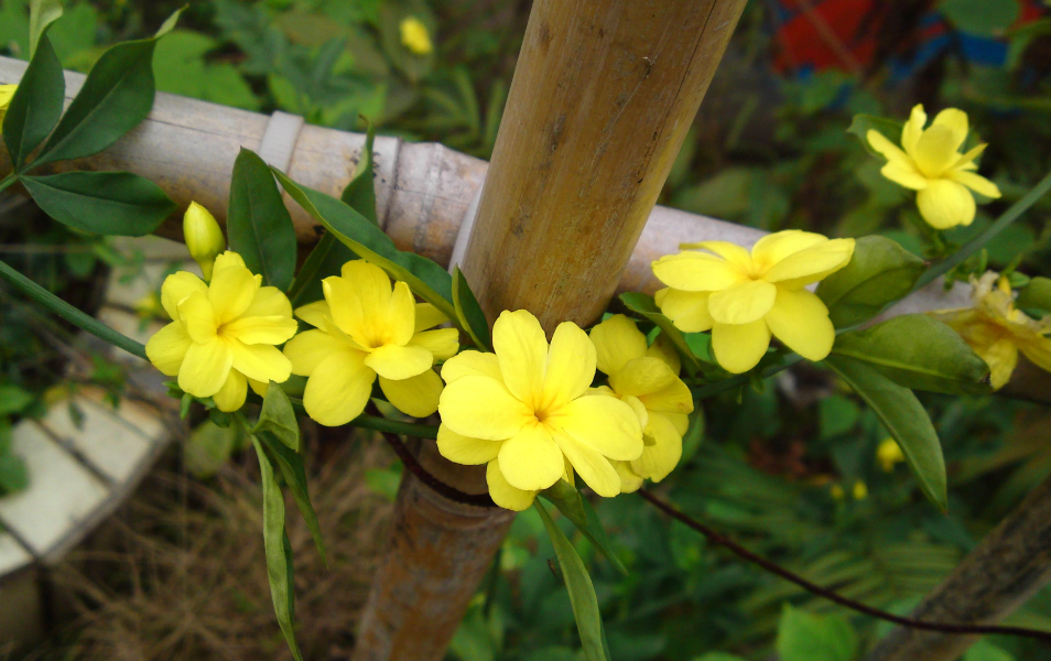 迎春花主干怎样增粗