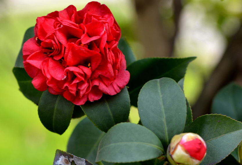 怎样种茶花容易活