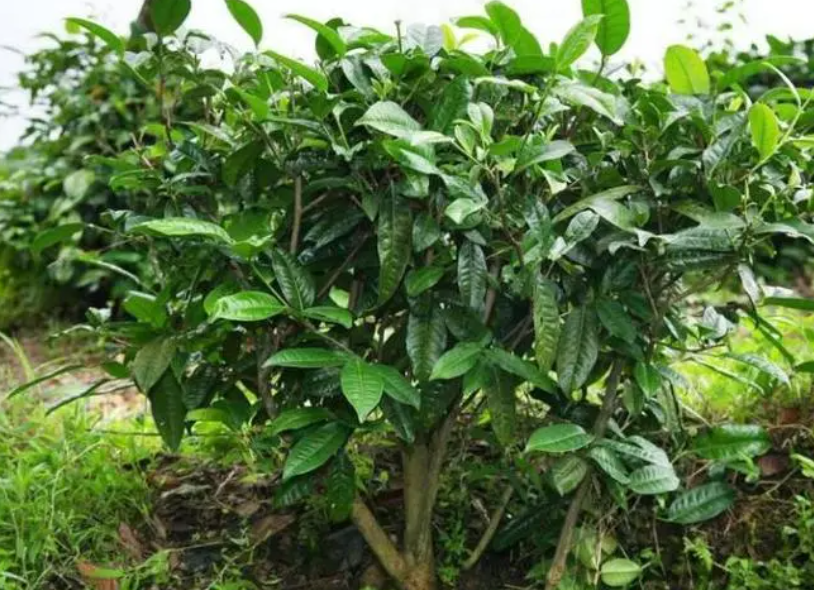 茶树需要经常浇水吗