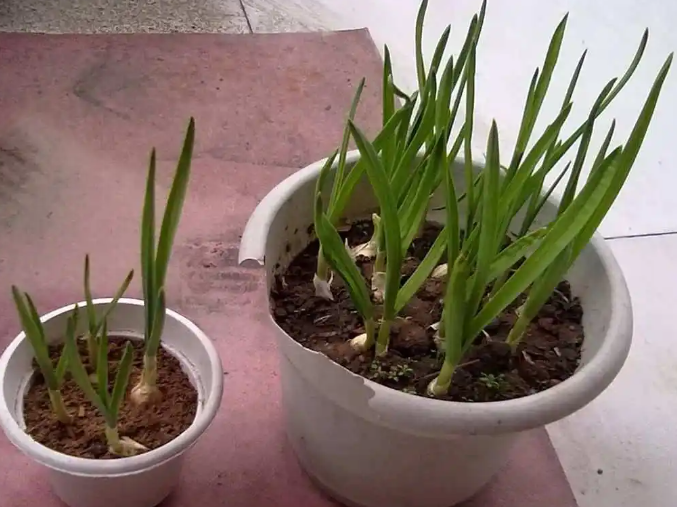 在花盆里种蒜几天浇一次水