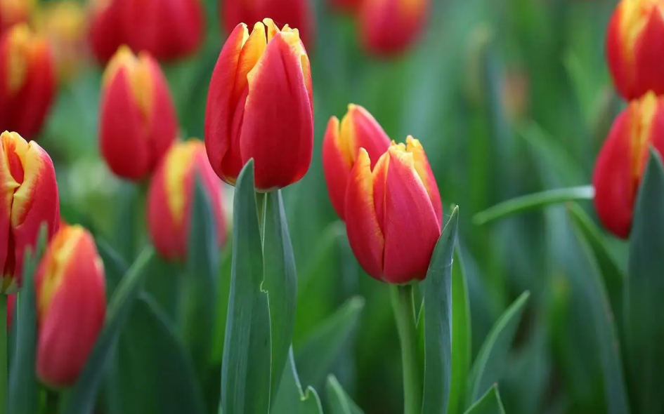 郁金香没有阳光会开花吗