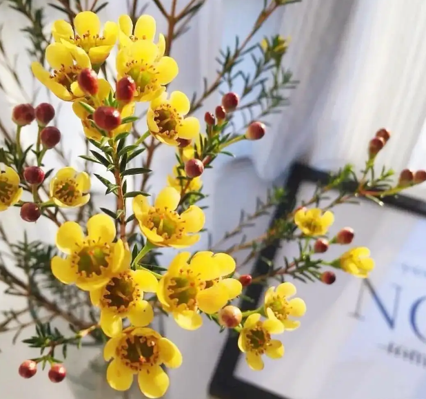 水养腊梅花花期有多久