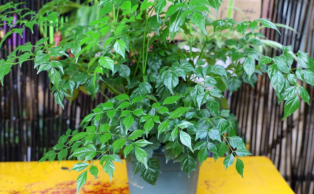 幸福树施什么肥叶子绿油油