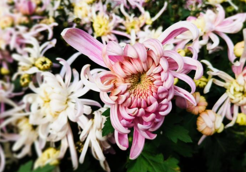 菊花冬天会枯萎吗