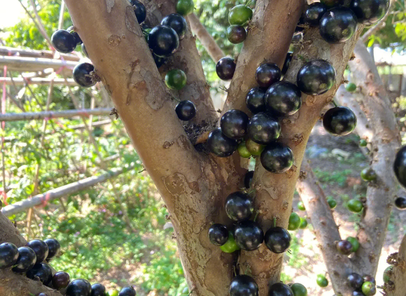 嘉宝果树适合盆栽吗