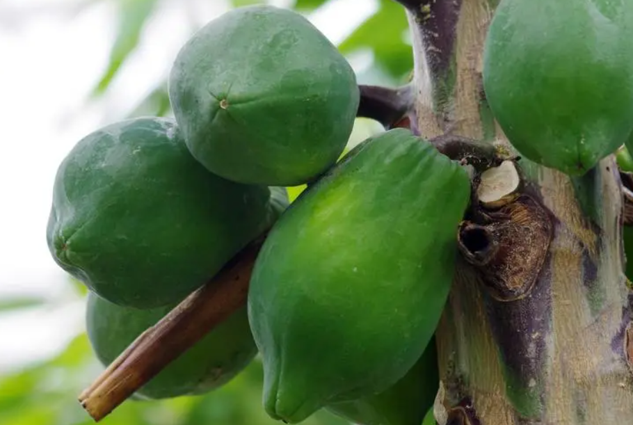 木瓜树适合栽种在什么地方