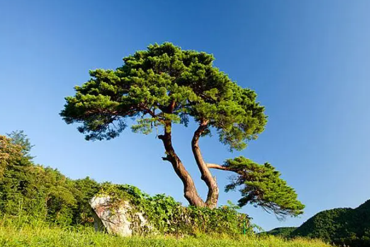 松树是哪个季节的