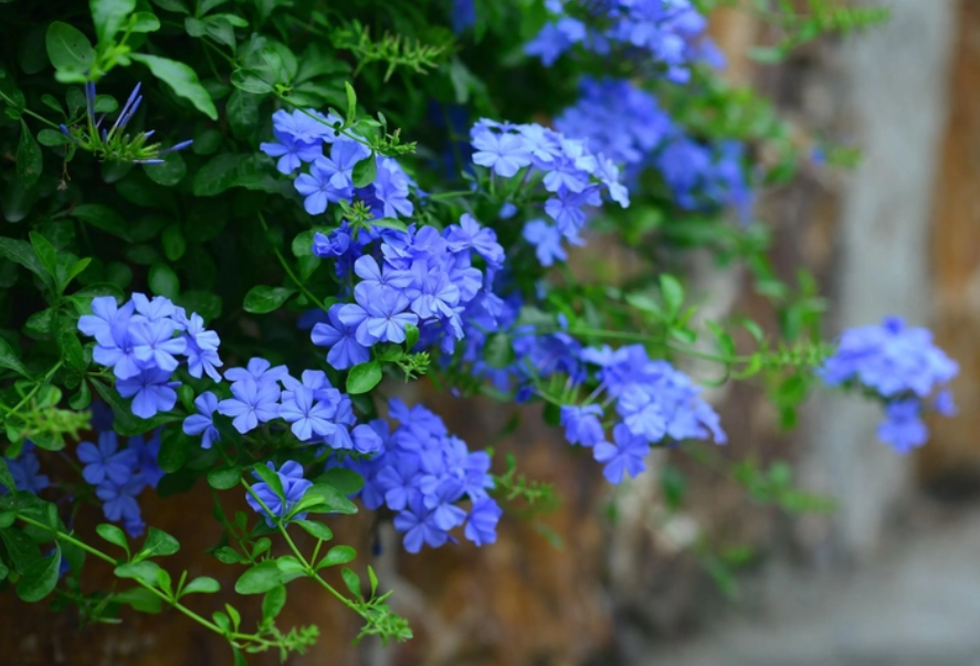 蓝雪花寿命有几年