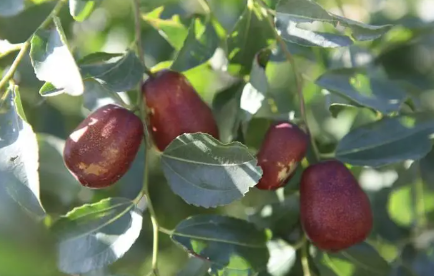 家种枣树为什么不吉利