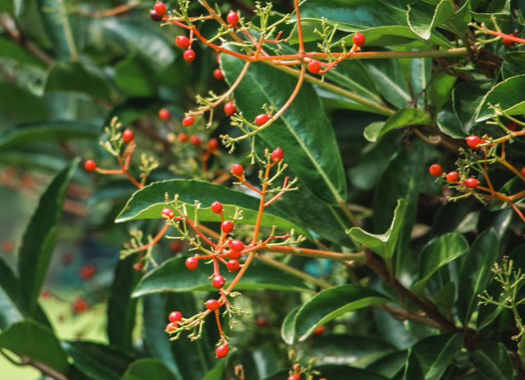 珊瑚树的养殖方法和注意事项