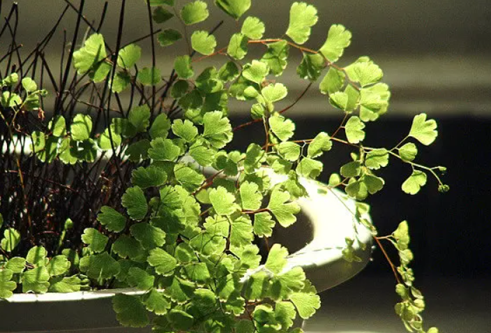 钱线蕨会不会开花