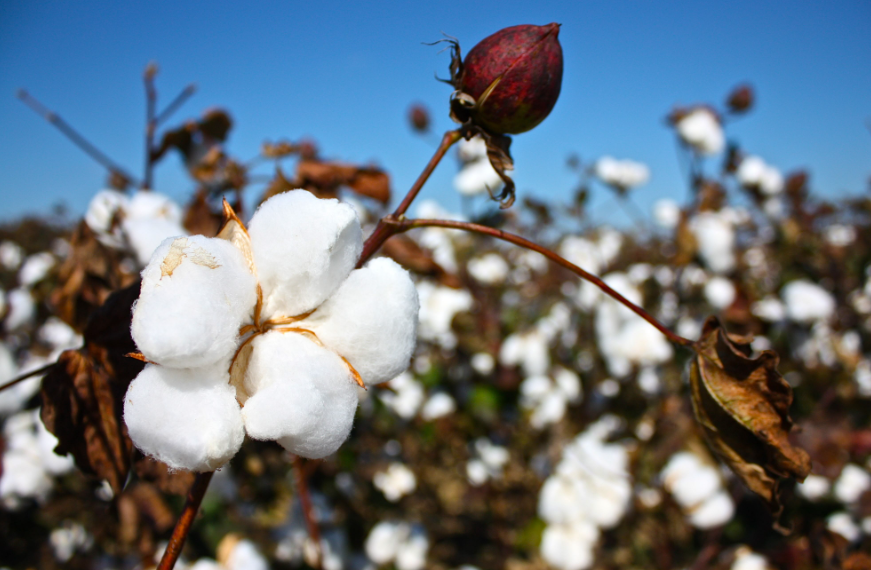 棉花产量每亩多少斤