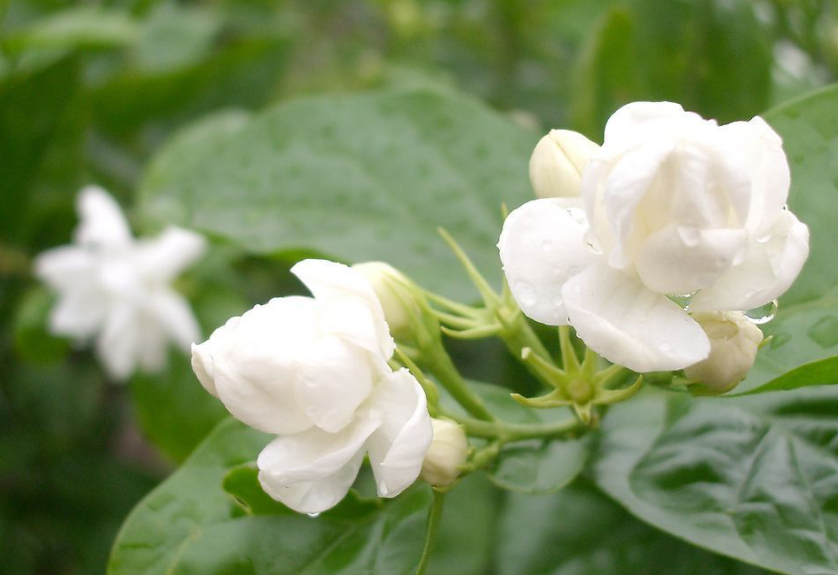 茉莉花需要每天给叶子喷水吗