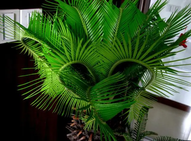 怎么分辨铁树公母