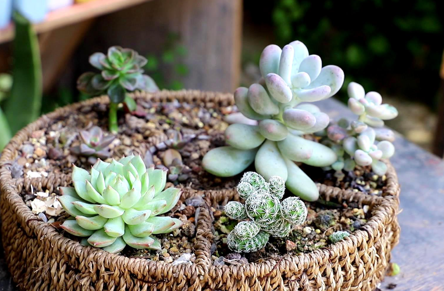 矮胖盆适合种什么花