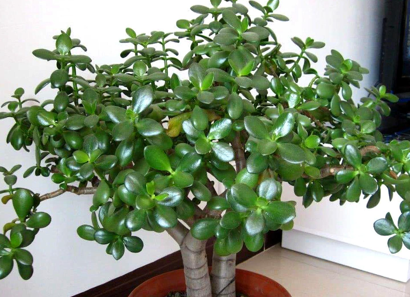 玉树怎么扦插生根快