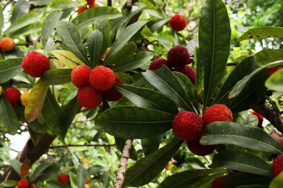 杨梅树修剪的注意事项