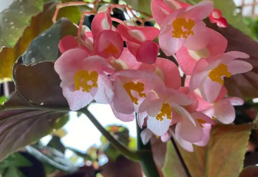 竹节秋海棠花的养殖方法