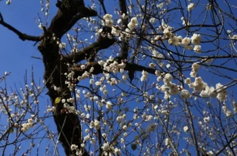 兰梅树生长要求条件