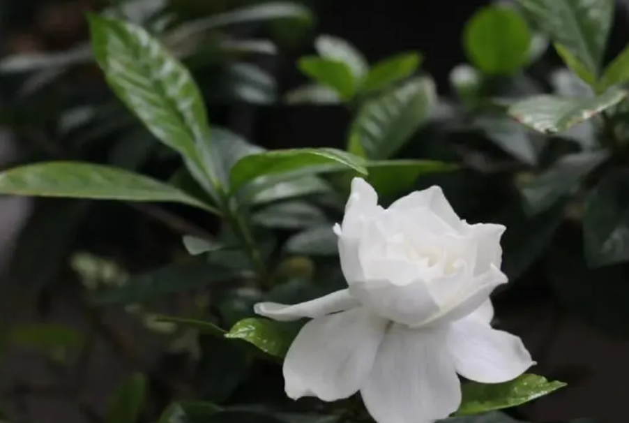 栀子花可以用醋水浇吗