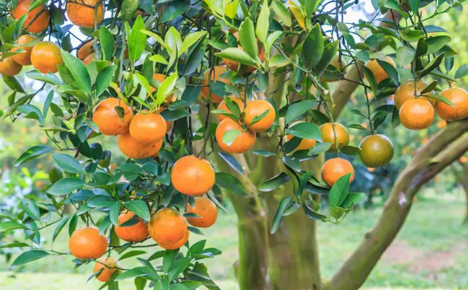 桔子树属于什么植物