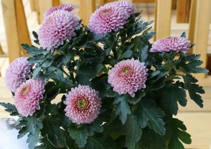 家里养菊花吉不吉利