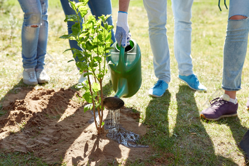 盐水误浇在了树上怎么办
