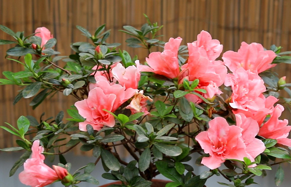 杜鹃花适合家里养吗