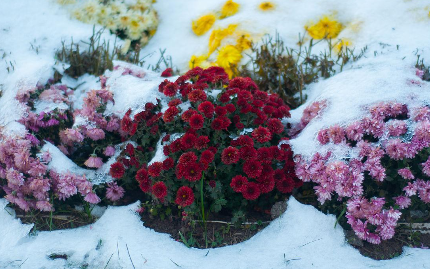 冬天没有零下花能放外面淋雨吗