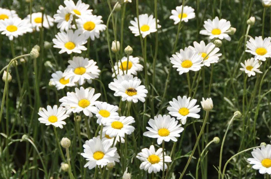 驱蚊菊花种子怎么种