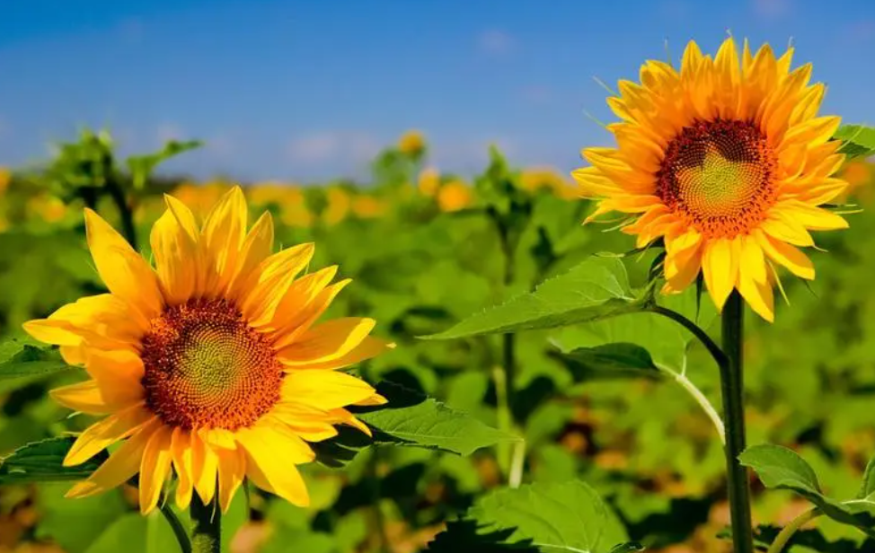 喜阳的植物花卉大全