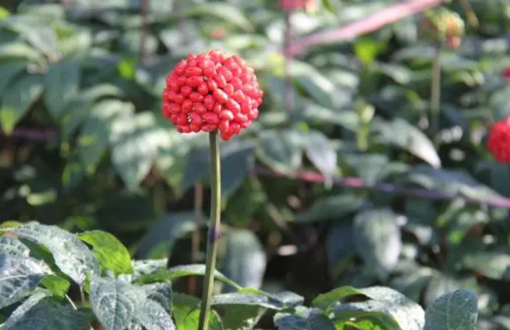 果树下种三七好吗