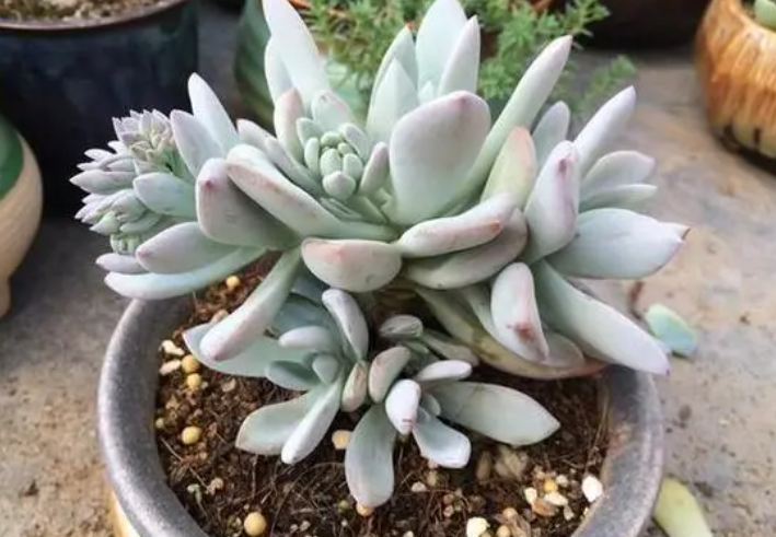 多肉白凤长出花剑需要剪掉吗