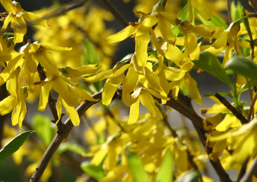 连翘树几月打顶来年有产量