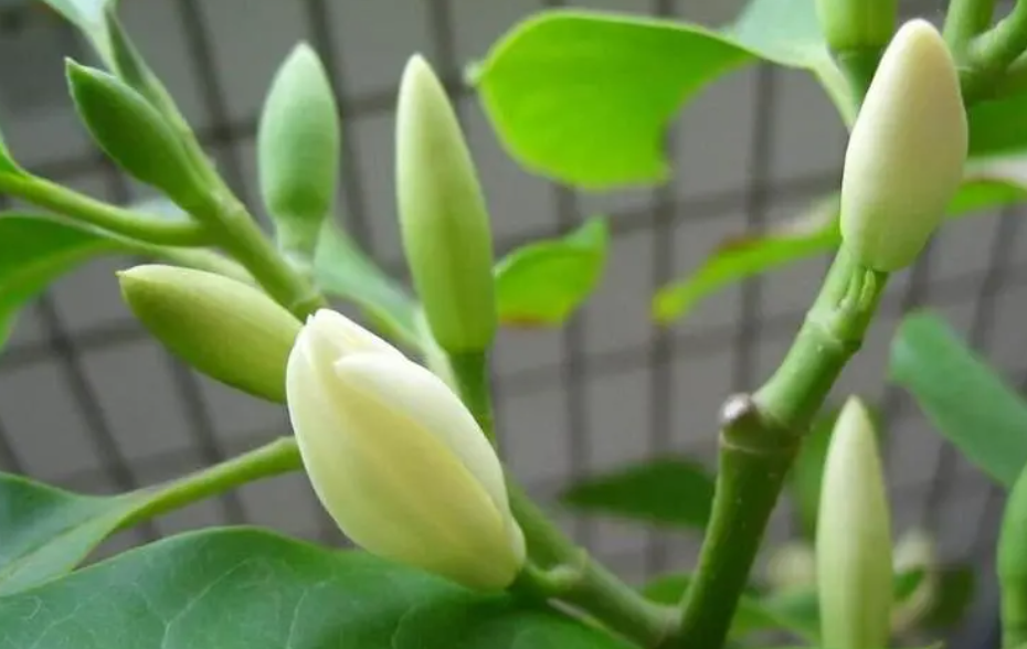 白兰花盆栽怎么养殖